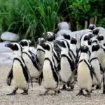 Group of penguins walking on rocky terrain.