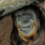 Smiling orangutan under a log.