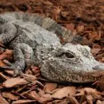 Crocodile resting on brown wood chips